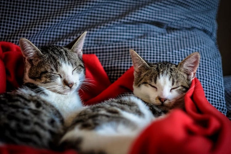 cats get along