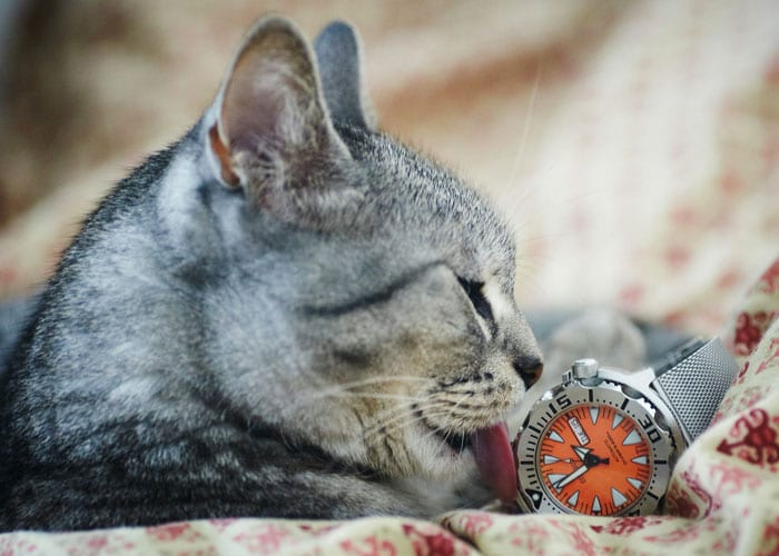 why cats lick