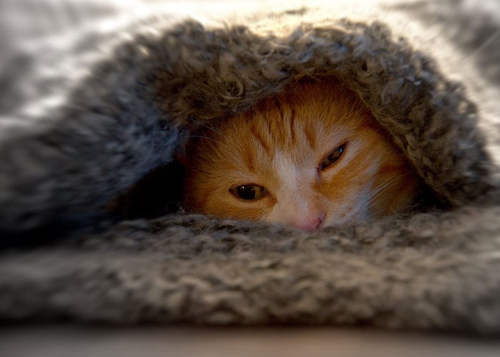 cat depression